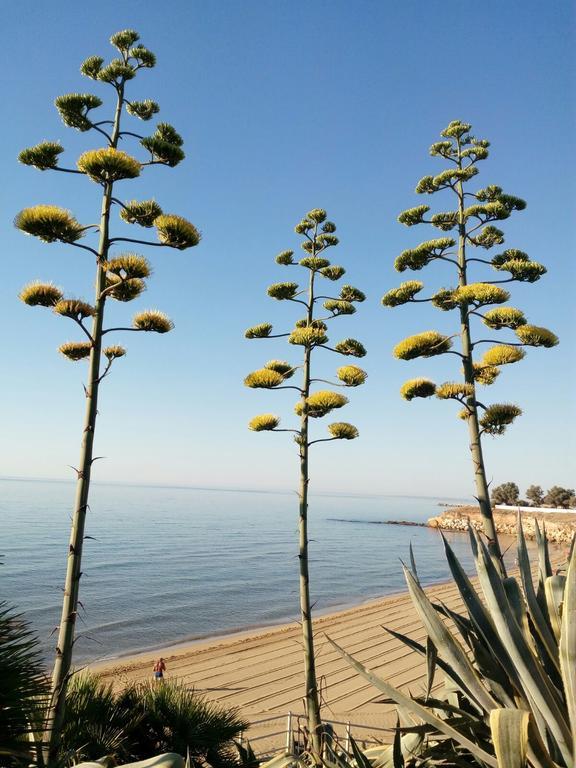 אבולה Villa Del Mar מראה חיצוני תמונה